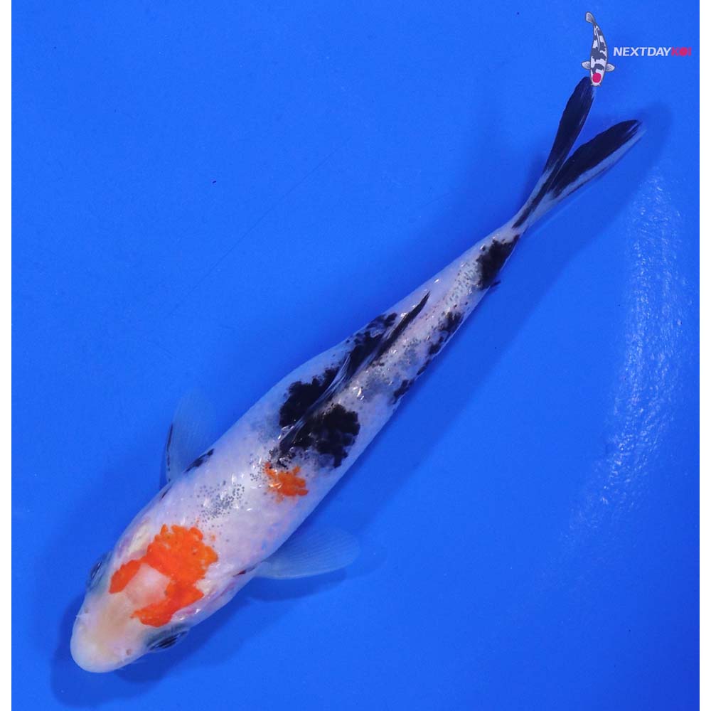 4” Imported Gin Rin Sanke