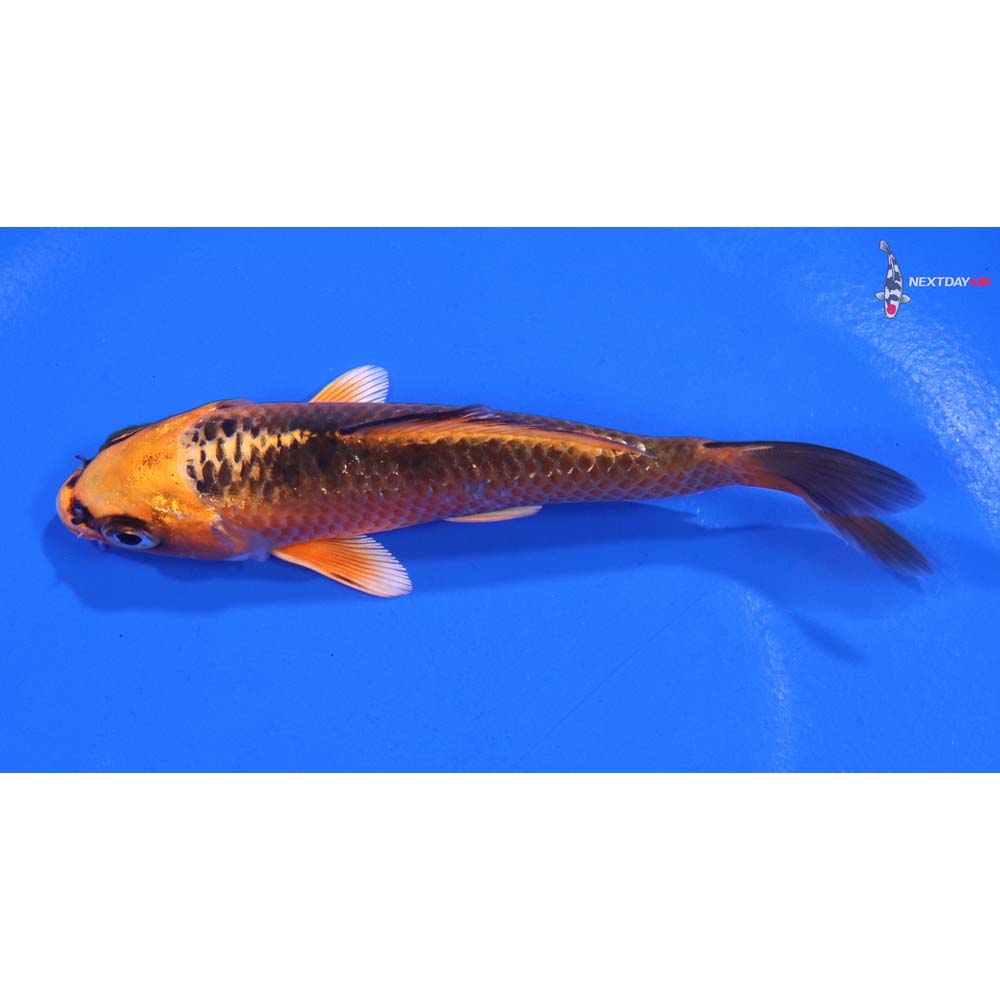 4” Imported Orenji Matsuba