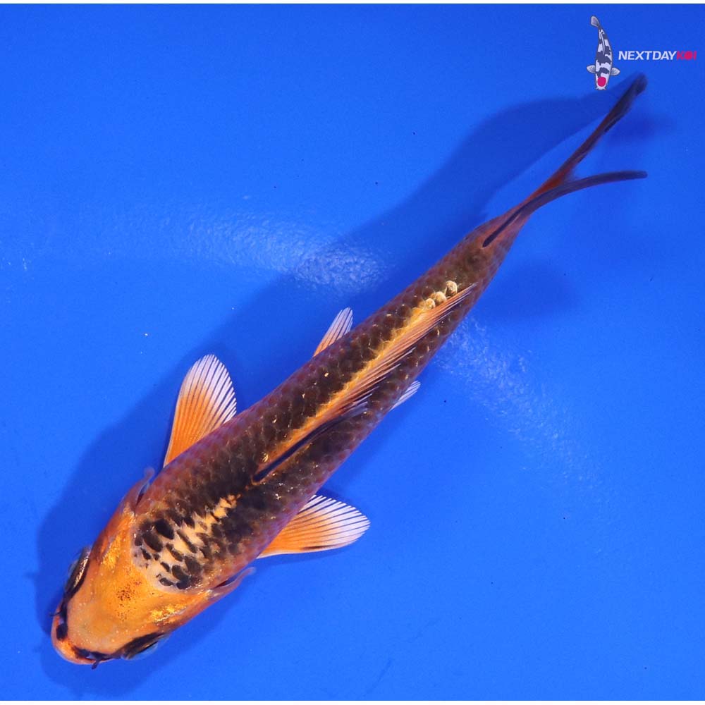 4” Imported Orenji Matsuba