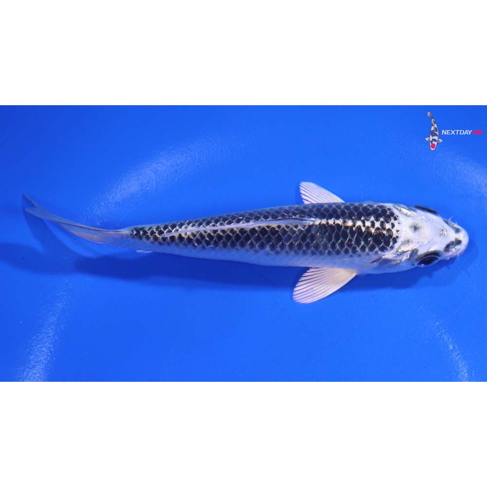 4.5” Imported Gin Matsuba