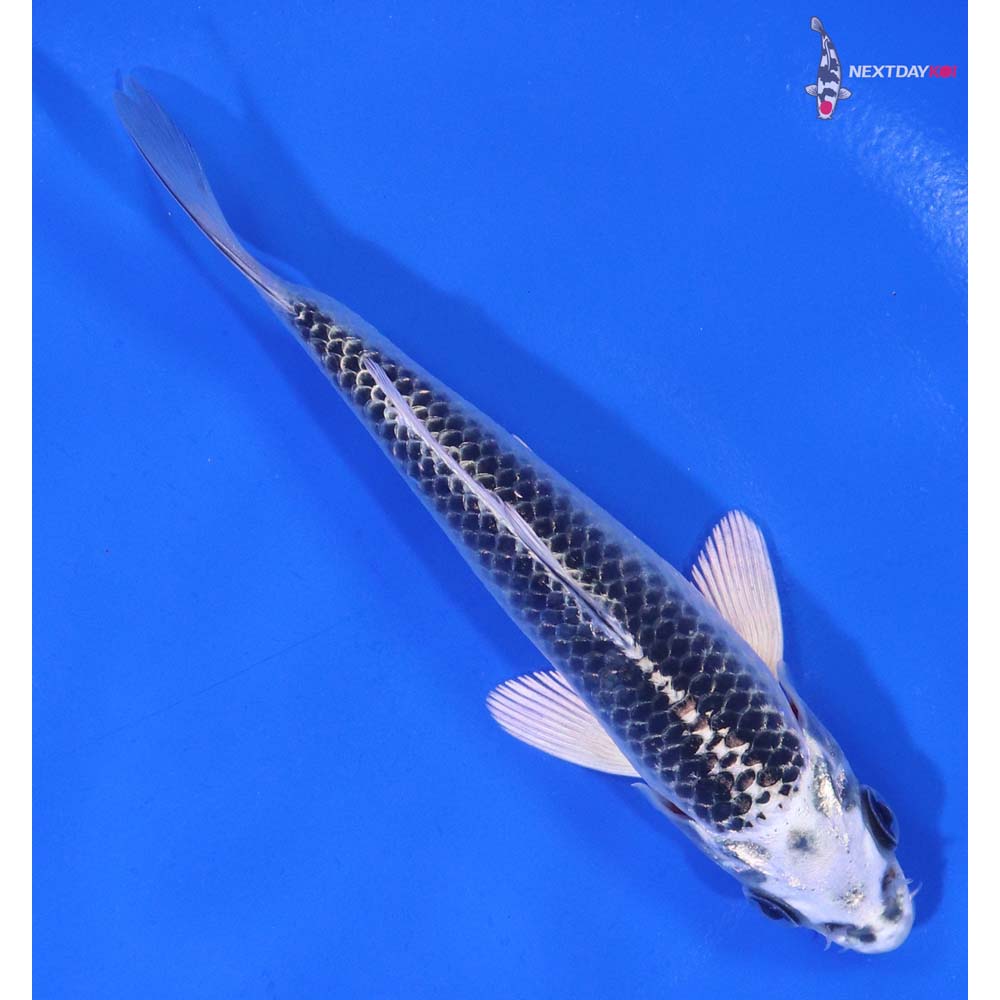 4.5” Imported Gin Matsuba