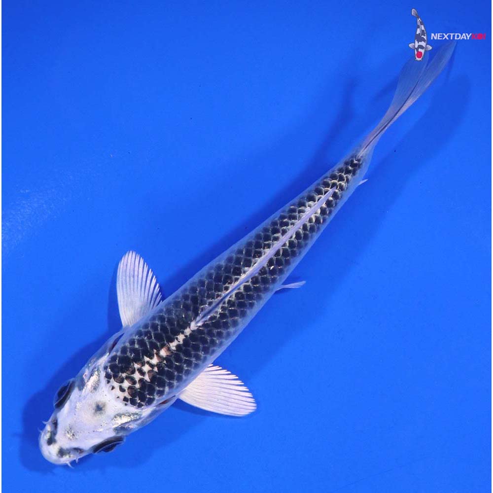 4.5” Imported Gin Matsuba