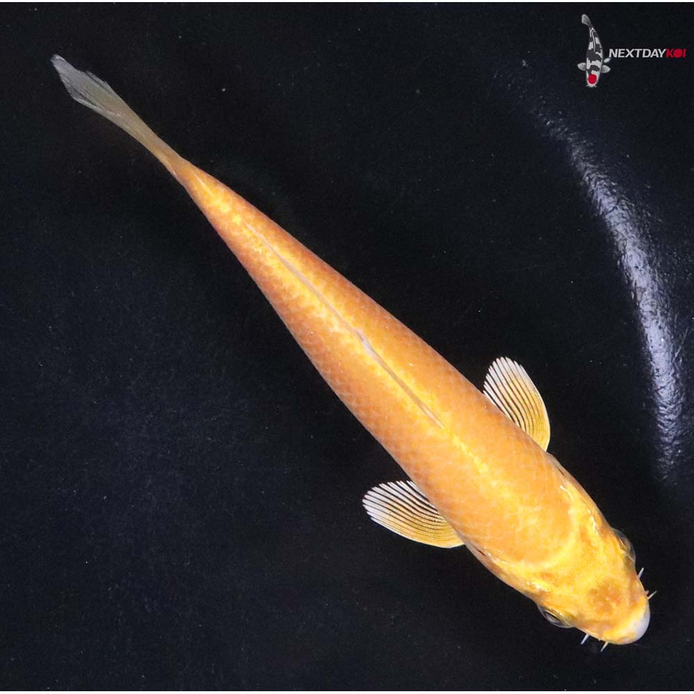 5” Imported Yamabuki Ogon