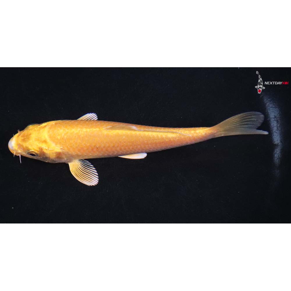 5” Imported Yamabuki Ogon