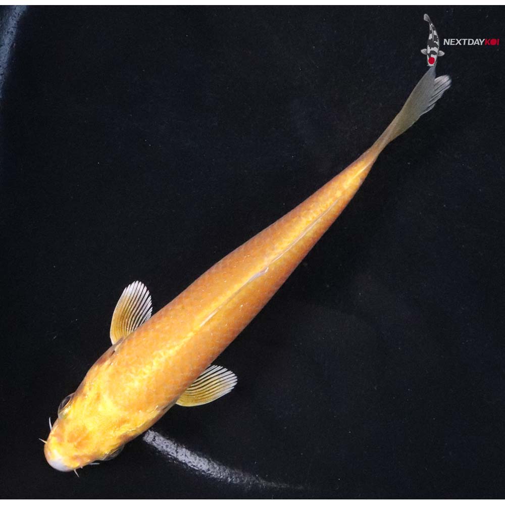 5” Imported Yamabuki Ogon