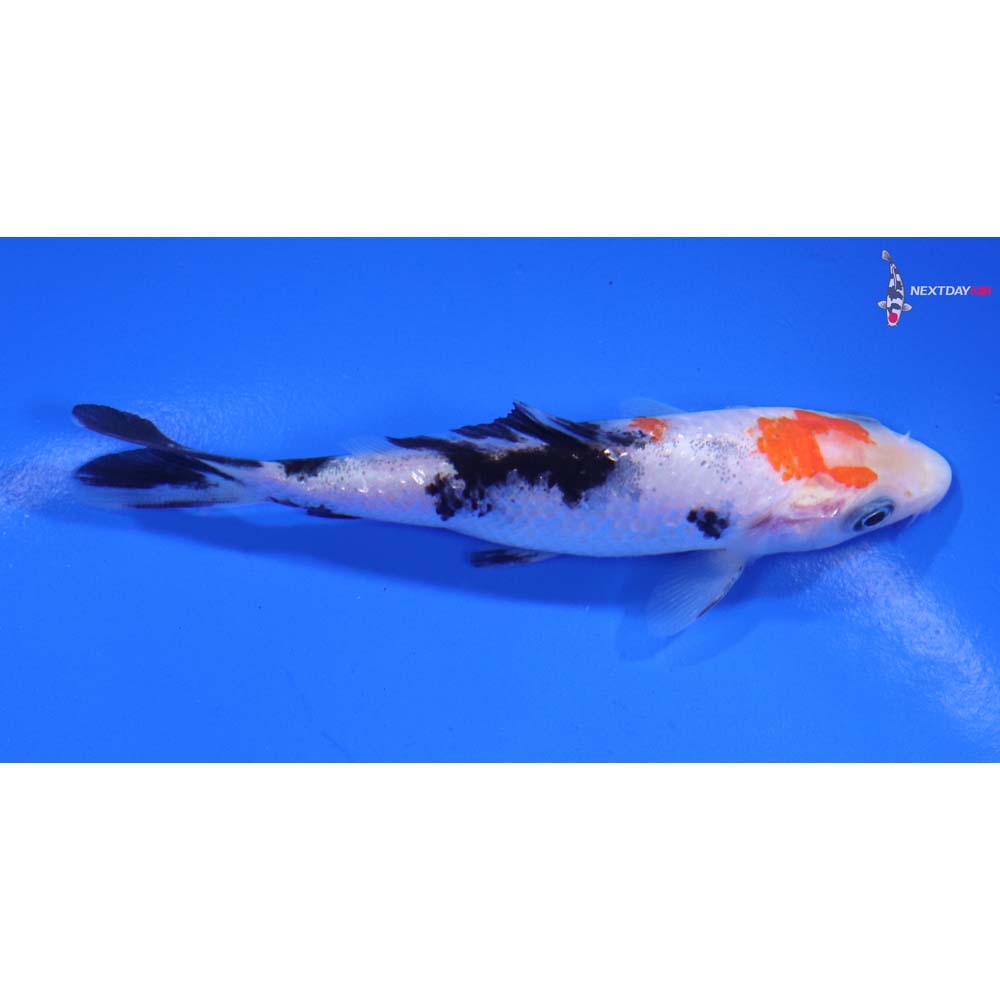 4” Imported Gin Rin Sanke