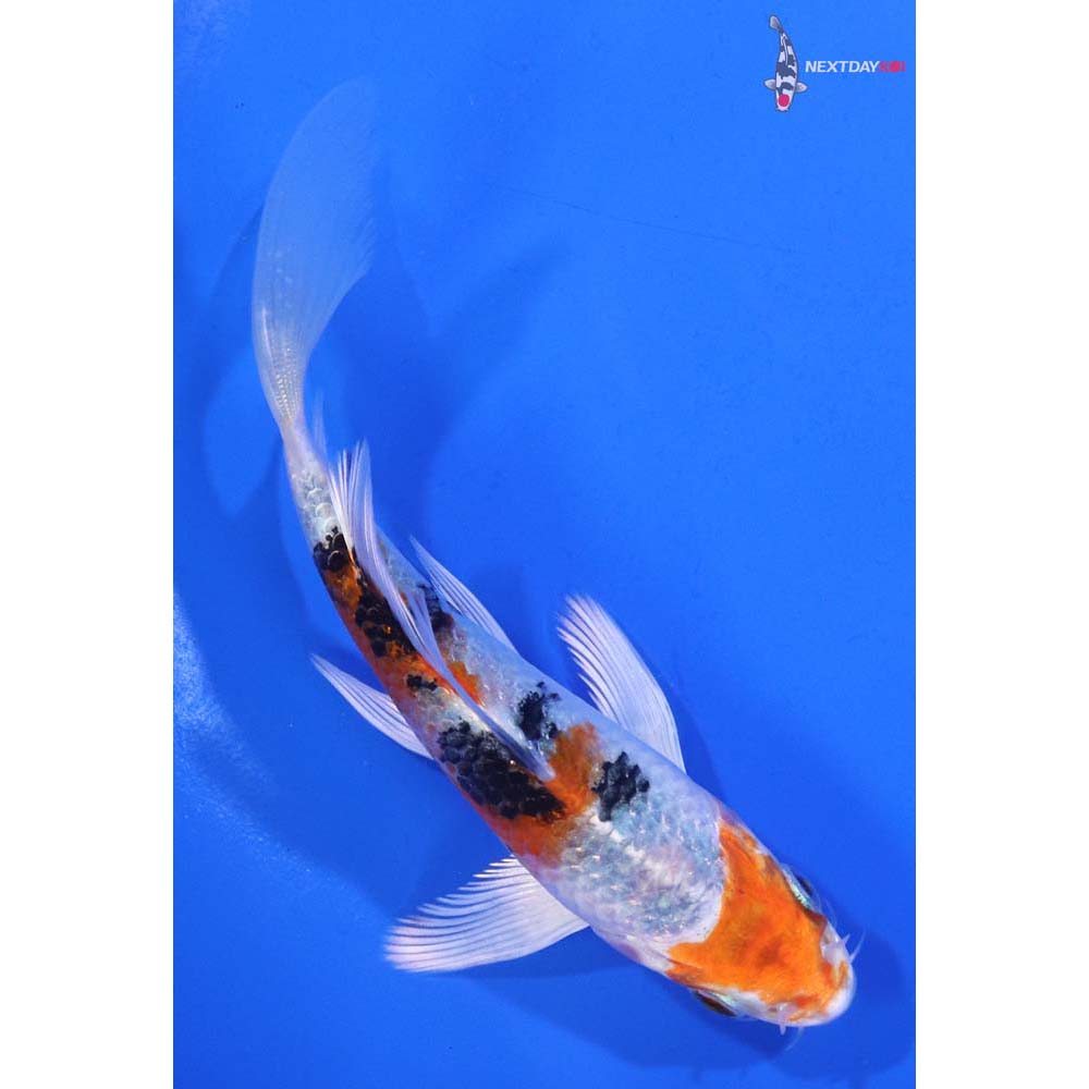 5” Imported Yamato Nishiki Butterfly Koi