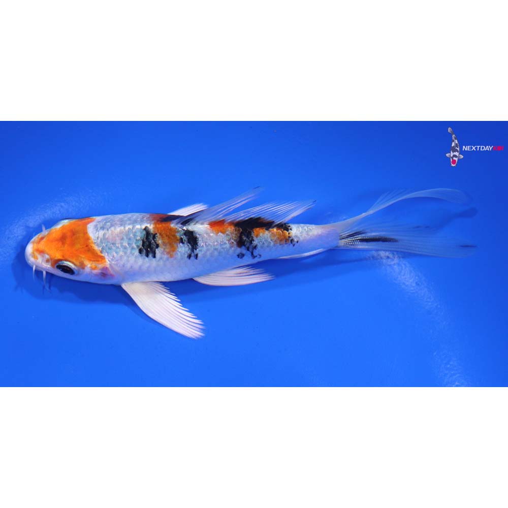5” Imported Yamato Nishiki Butterfly Koi