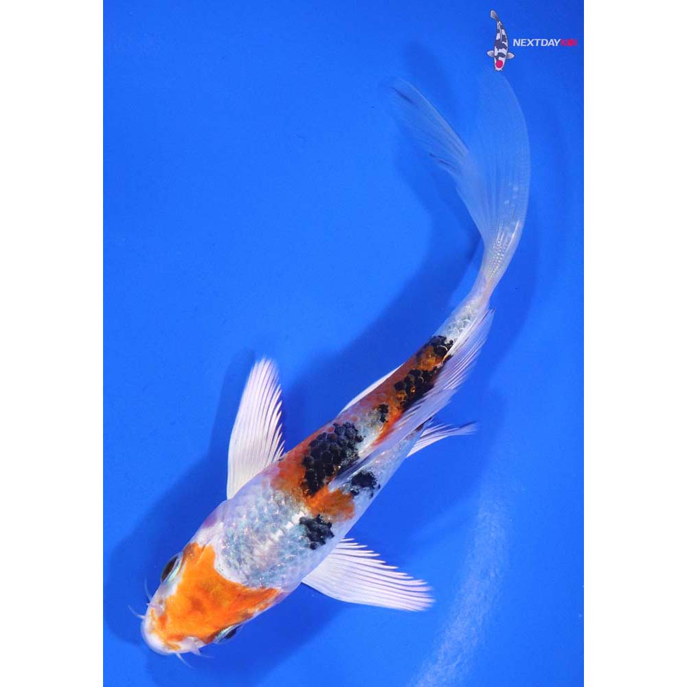 5” Imported Yamato Nishiki Butterfly Koi