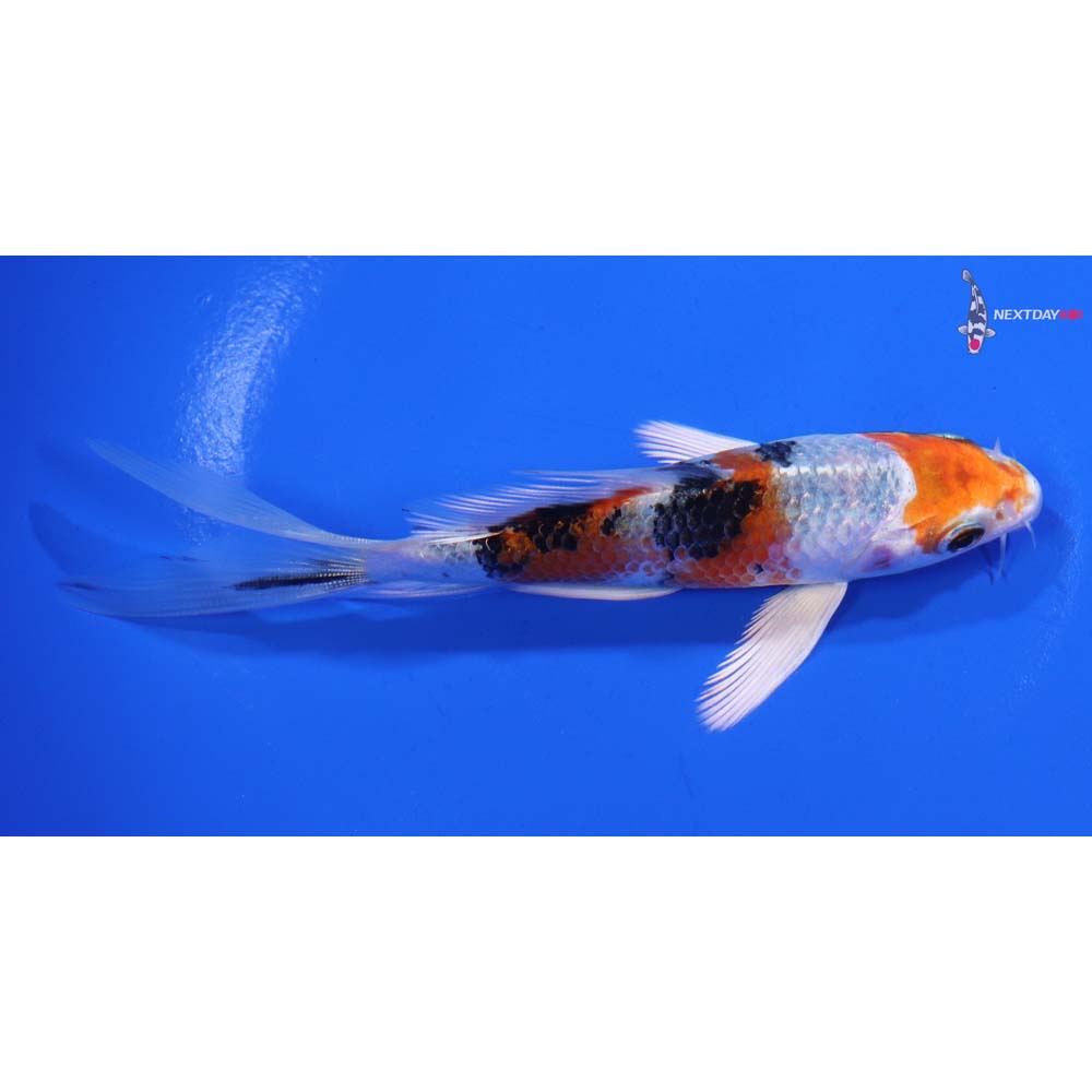 5” Imported Yamato Nishiki Butterfly Koi