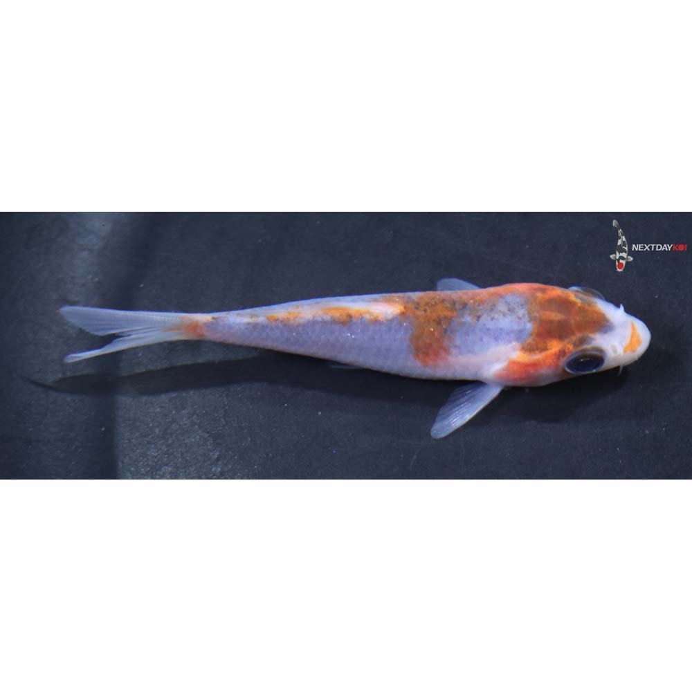 3” Imported Goshiki