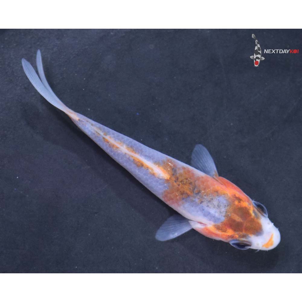 3” Imported Goshiki