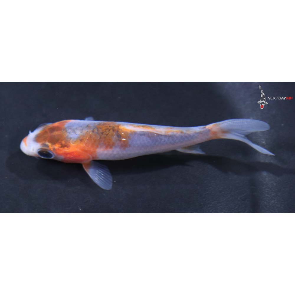 3” Imported Goshiki