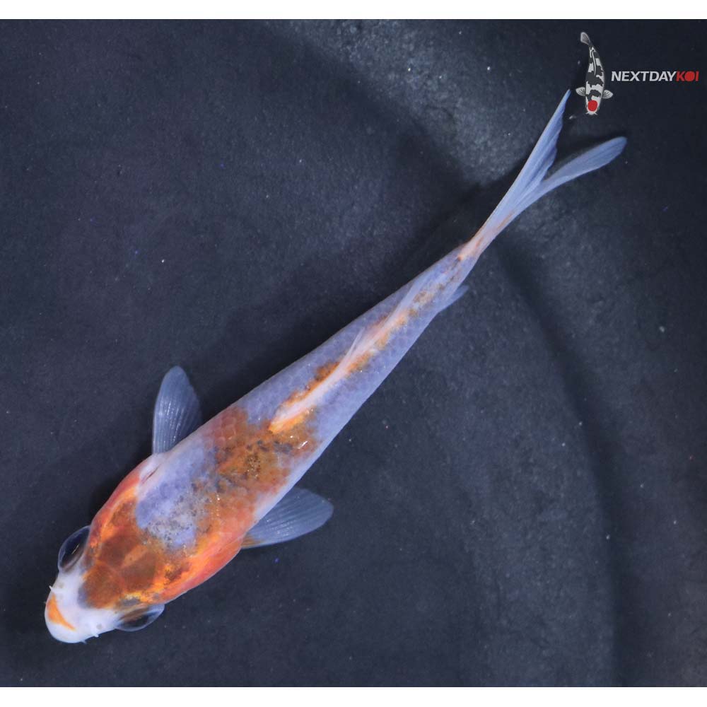 3” Imported Goshiki
