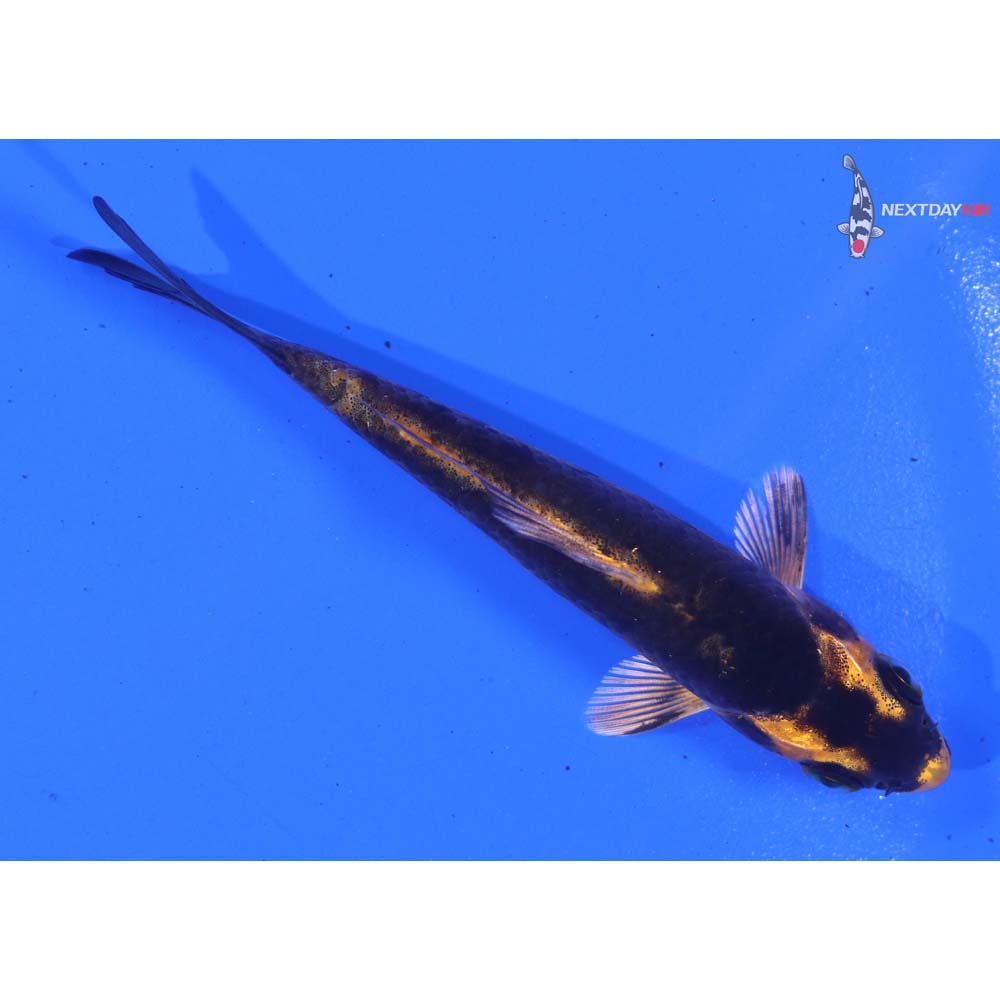 3.5” Imported Orenji Matsuba