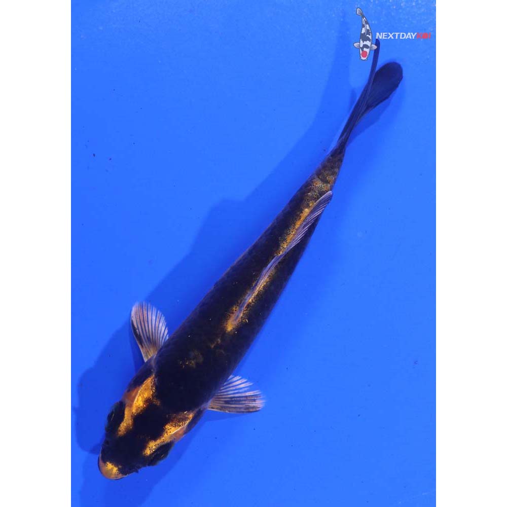 3.5” Imported Orenji Matsuba