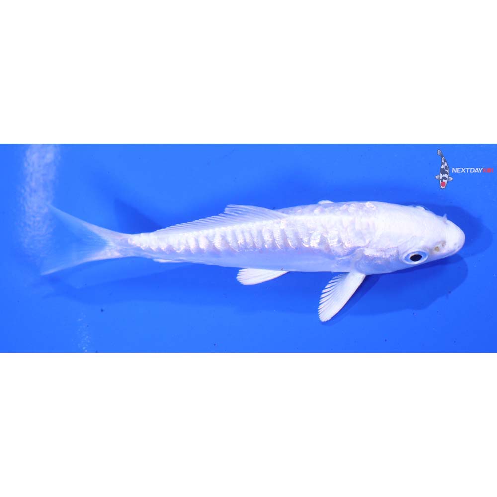 3.5” Imported Gin Rin Doitsu Platinum Ogon