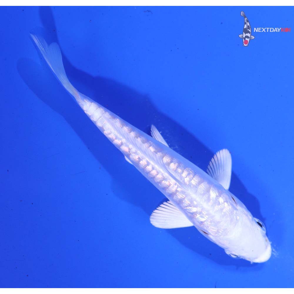 3.5” Imported Gin Rin Doitsu Platinum Ogon