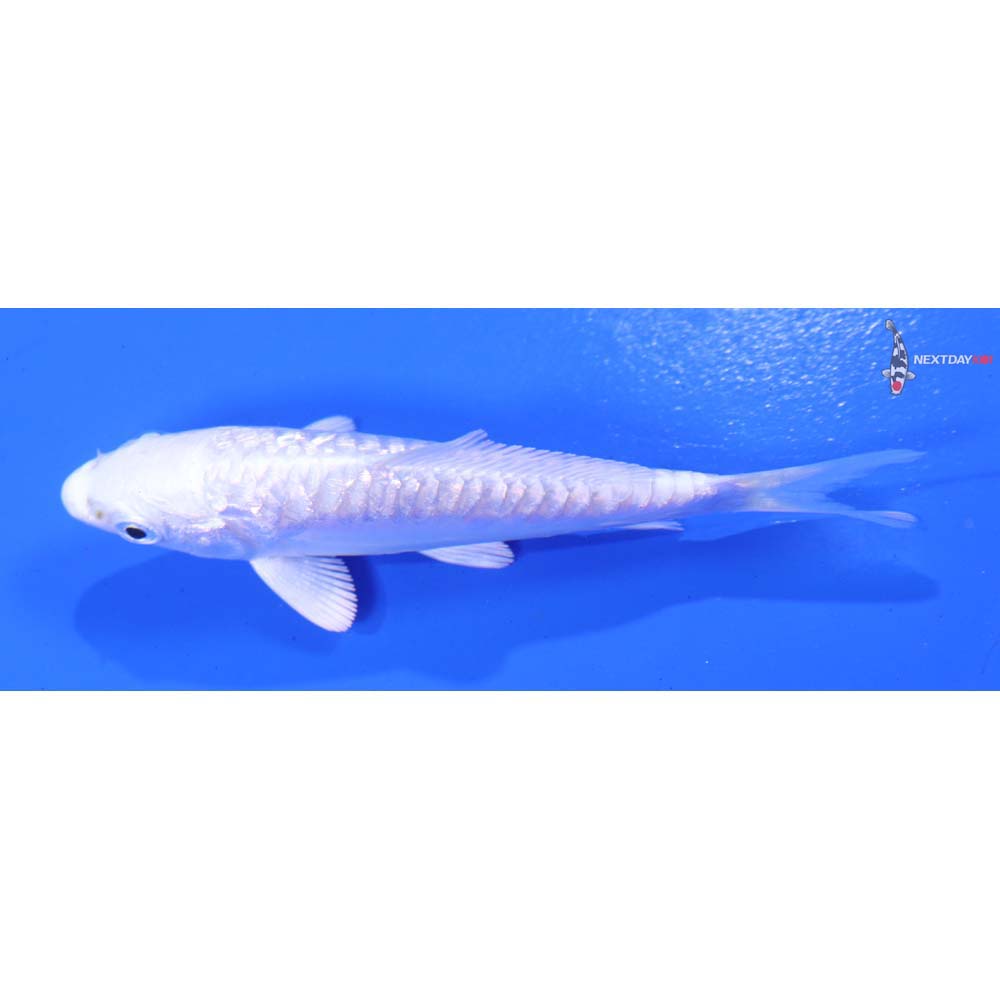 3.5” Imported Gin Rin Doitsu Platinum Ogon