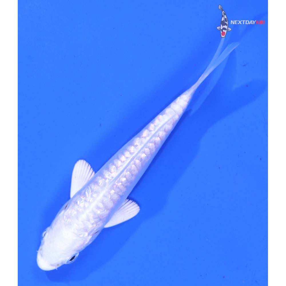 3.5” Imported Gin Rin Doitsu Platinum Ogon