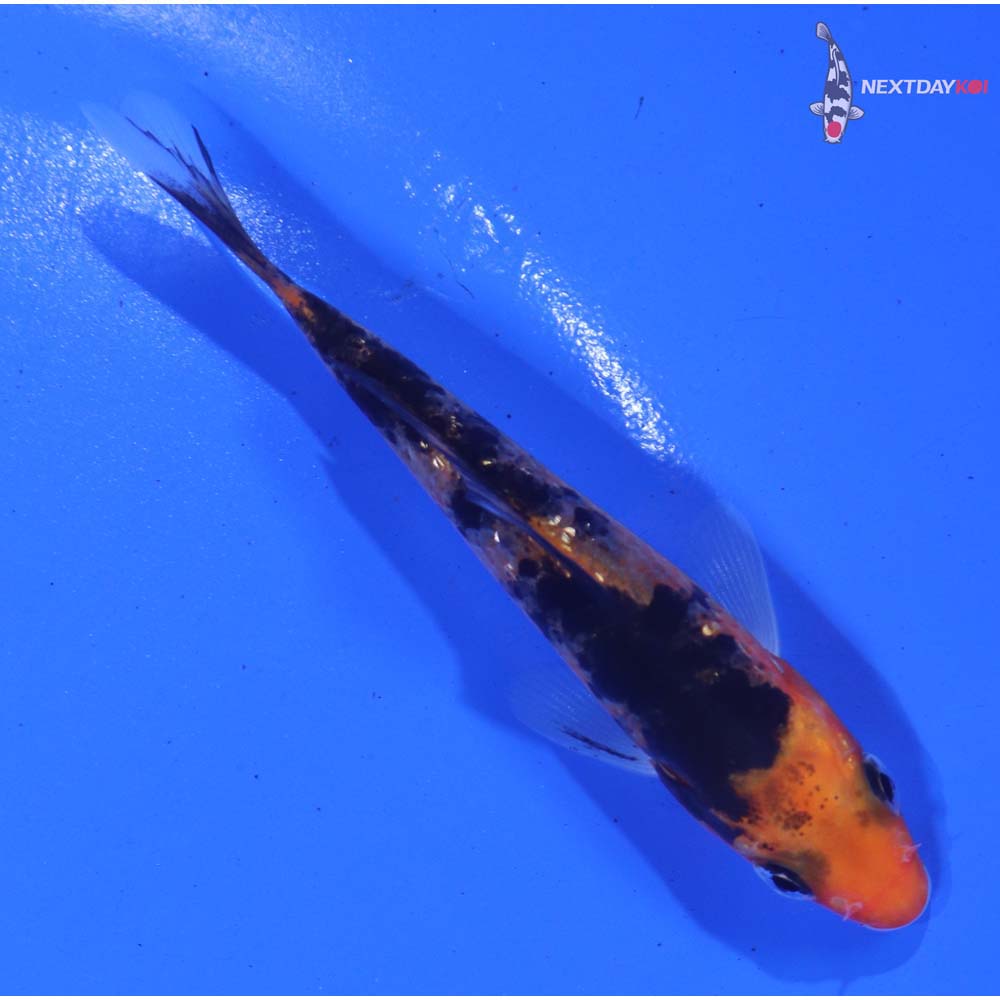 3.5” Imported Sanke