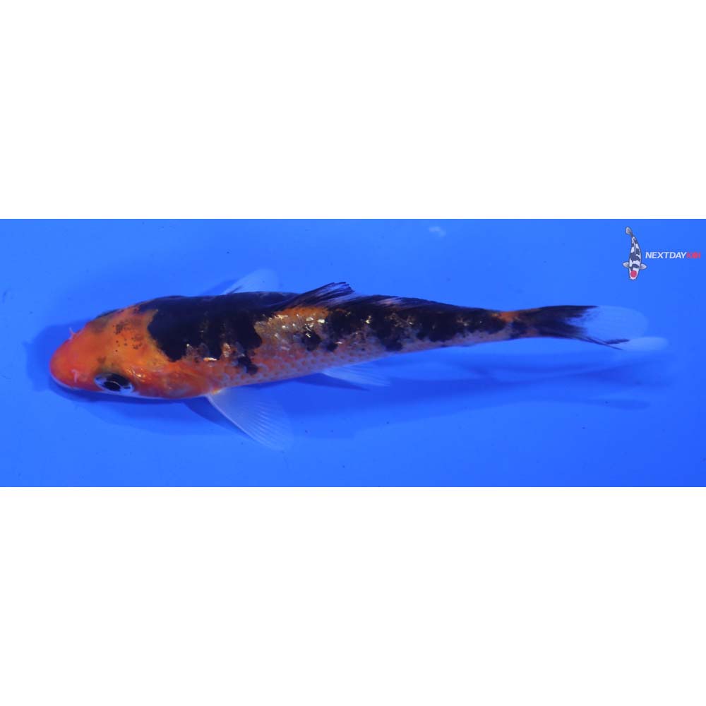 3.5” Imported Sanke