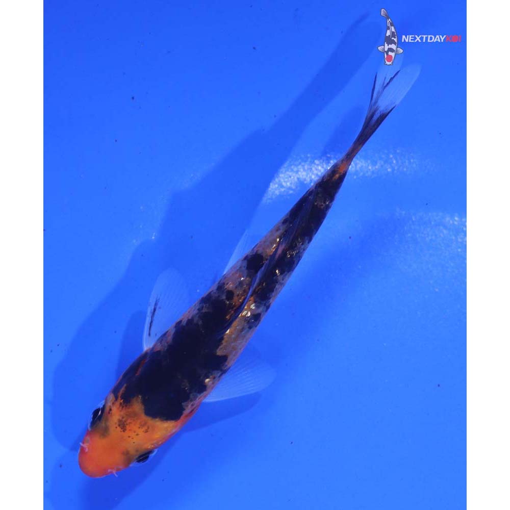 3.5” Imported Sanke