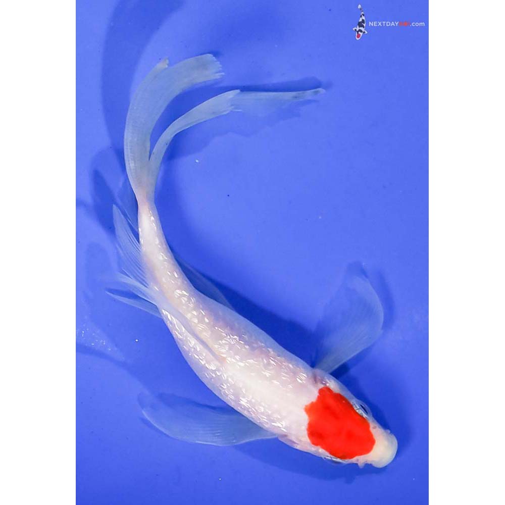5” Imported Gin Rin Kohaku Butterfly Koi