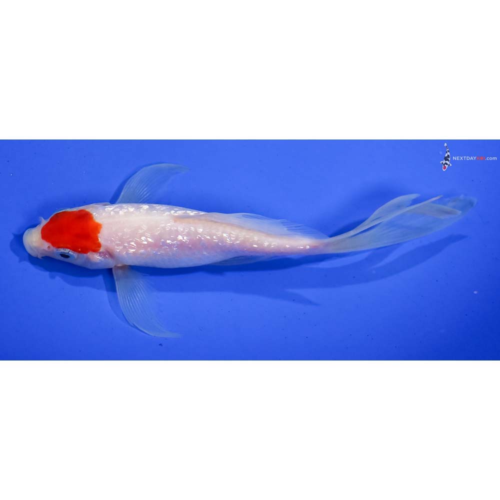 5” Imported Gin Rin Kohaku Butterfly Koi