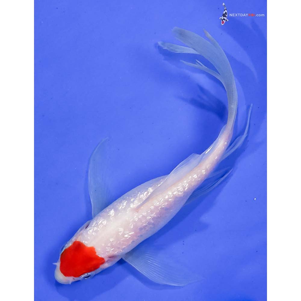 5” Imported Gin Rin Kohaku Butterfly Koi