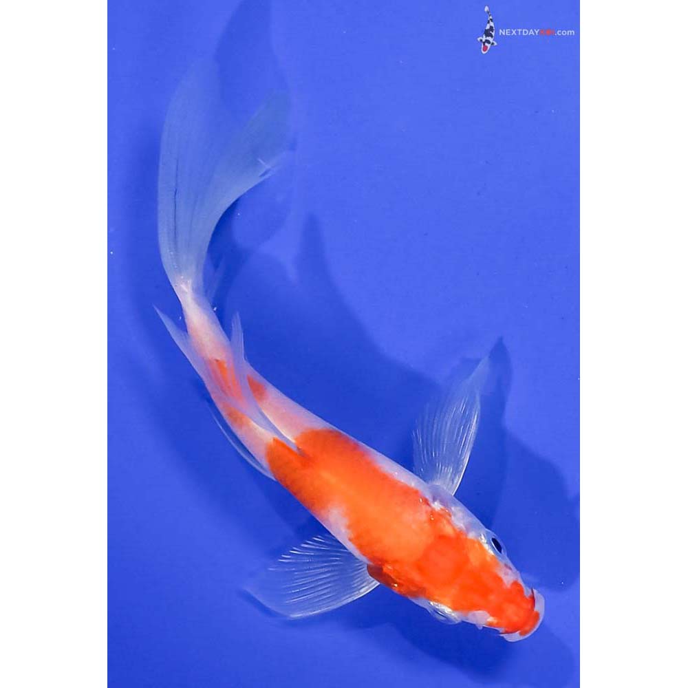 5” Imported Kohaku Butterfly Koi