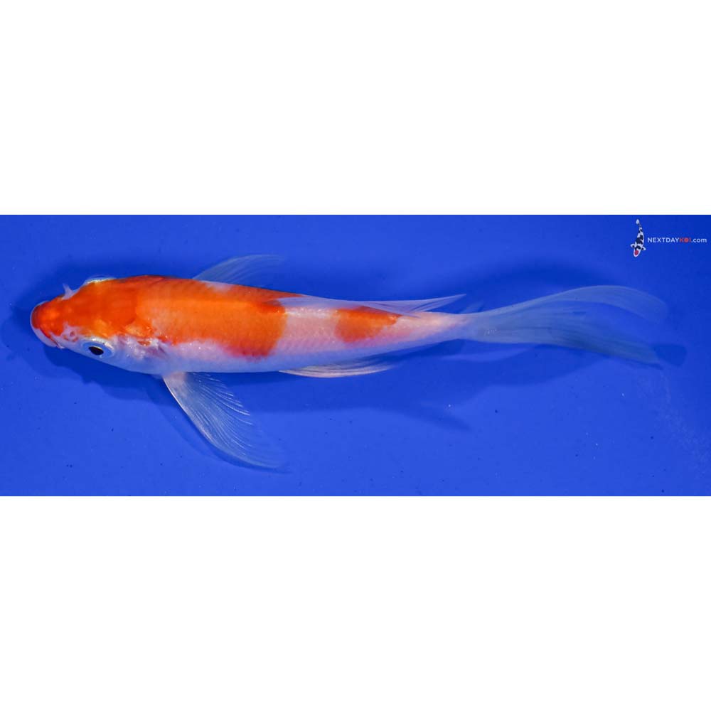 5” Imported Kohaku Butterfly Koi