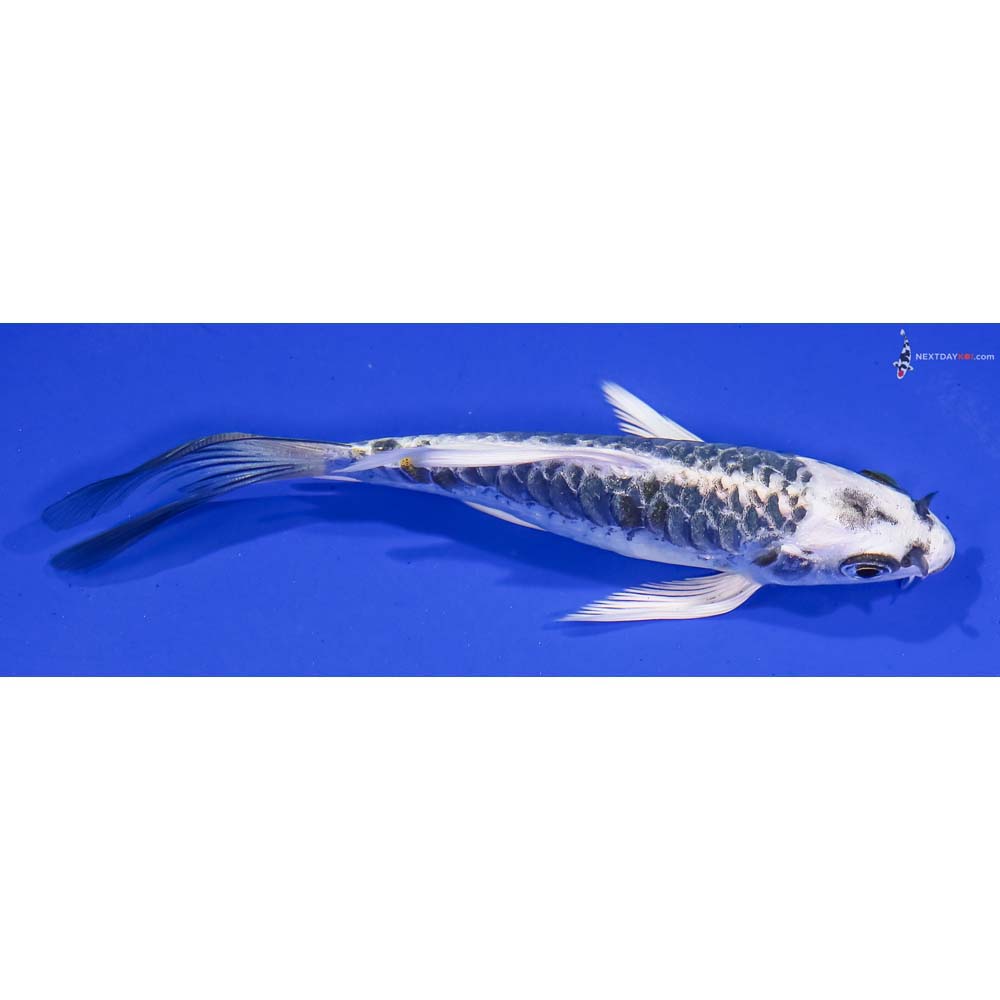 5.5” Imported Armor Scaled Kujaku Butterfly Koi