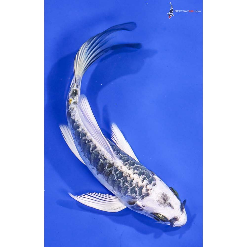 5.5” Imported Armor Scaled Kujaku Butterfly Koi