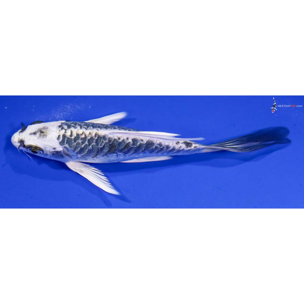 5.5” Imported Armor Scaled Kujaku Butterfly Koi