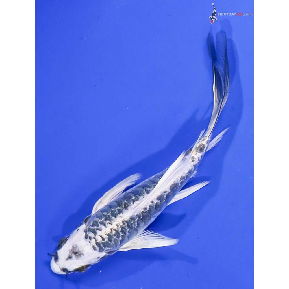 5.5” Imported Armor Scaled Kujaku Butterfly Koi