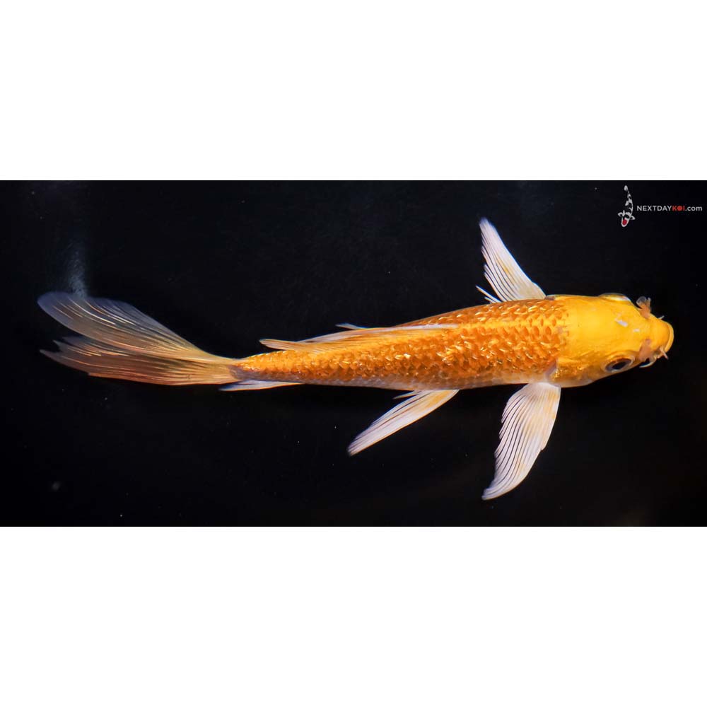6.5” Imported Gin Rin Yamabuki Ogon Butterfly Koi