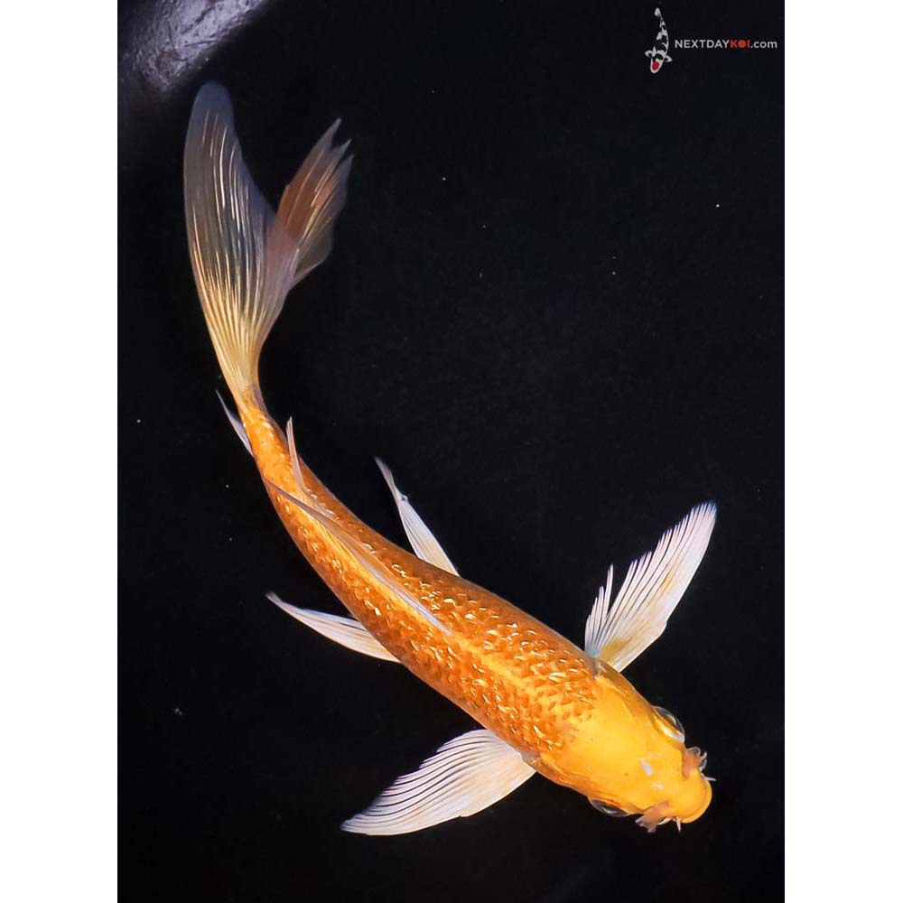 6.5” Imported Gin Rin Yamabuki Ogon Butterfly Koi