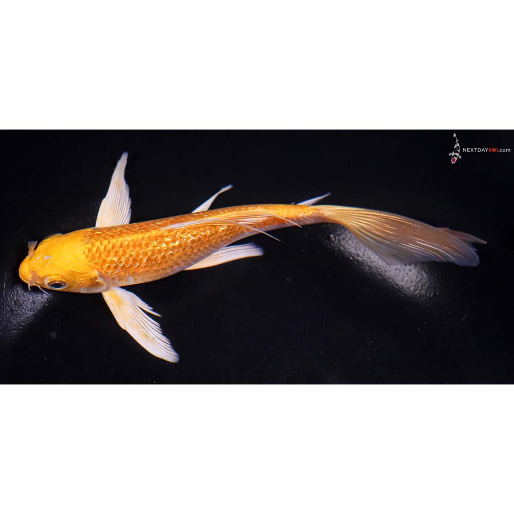 6.5” Imported Gin Rin Yamabuki Ogon Butterfly Koi