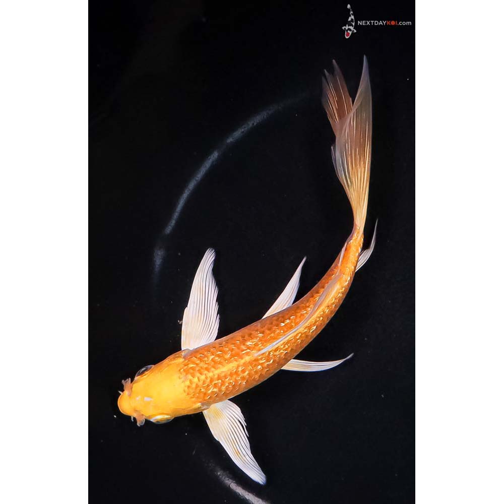 6.5” Imported Gin Rin Yamabuki Ogon Butterfly Koi