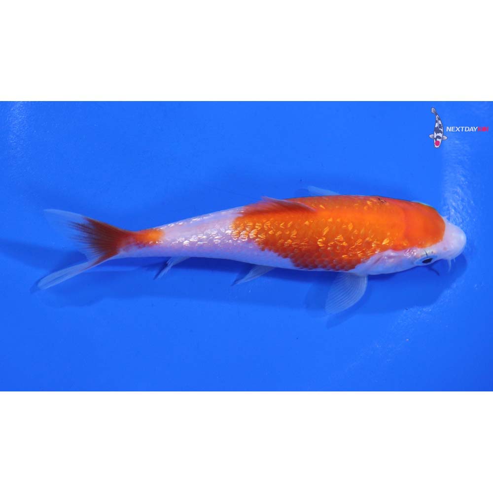 4” Imported Gin Rin Kohaku