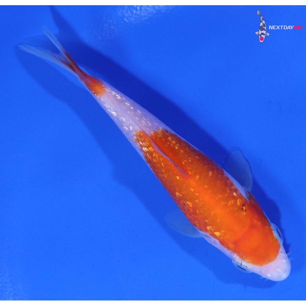4” Imported Gin Rin Kohaku