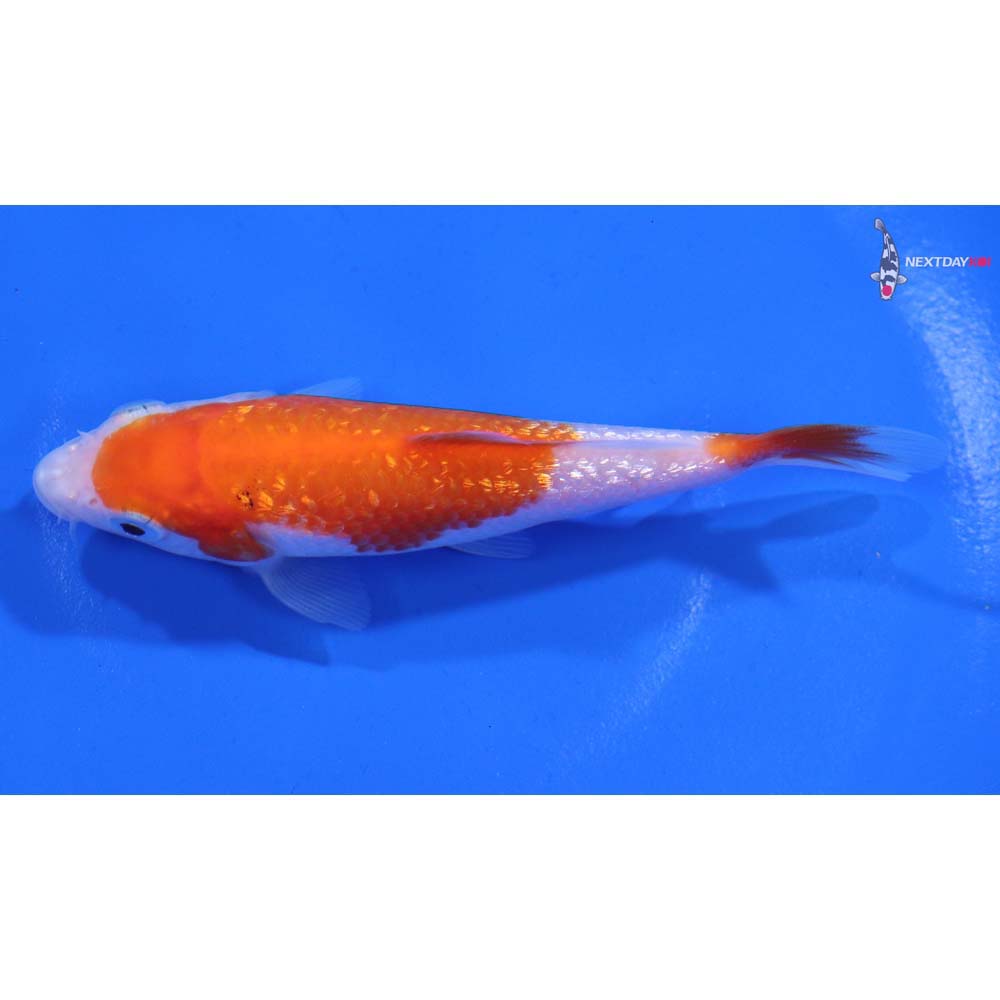 4” Imported Gin Rin Kohaku