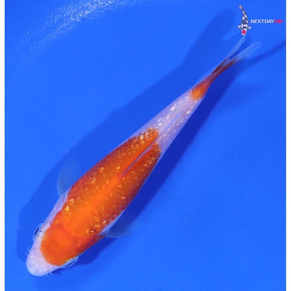 4” Imported Gin Rin Kohaku