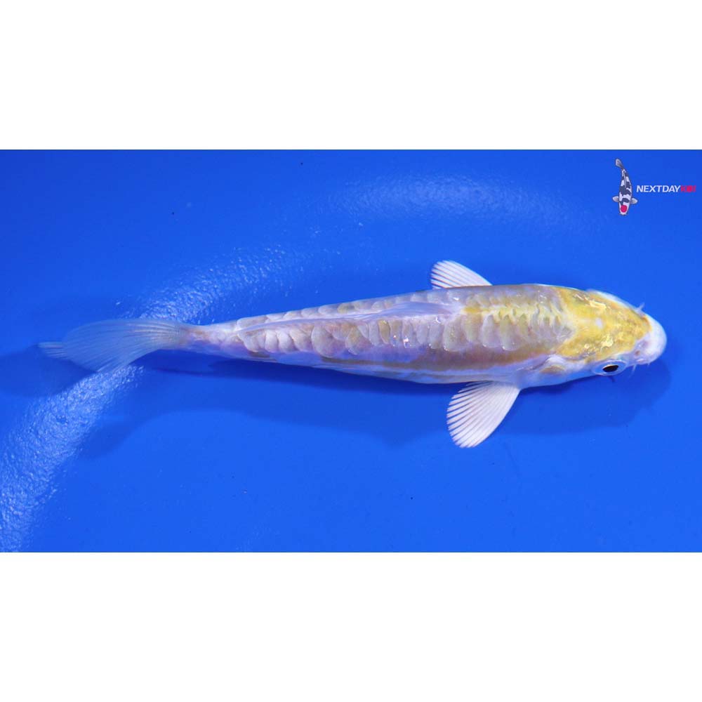 3.5” Imported Doitsu Lemon Hariwake
