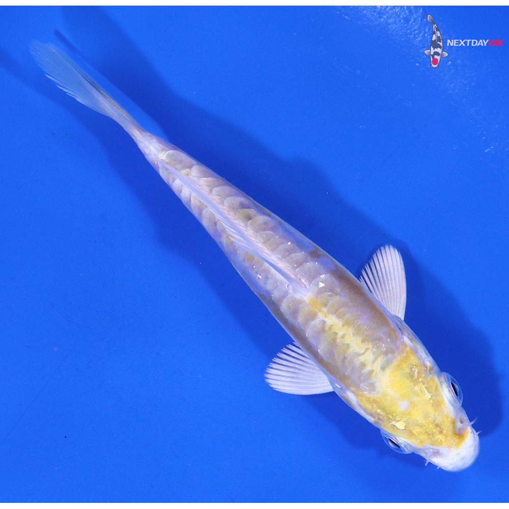 3.5” Imported Doitsu Lemon Hariwake