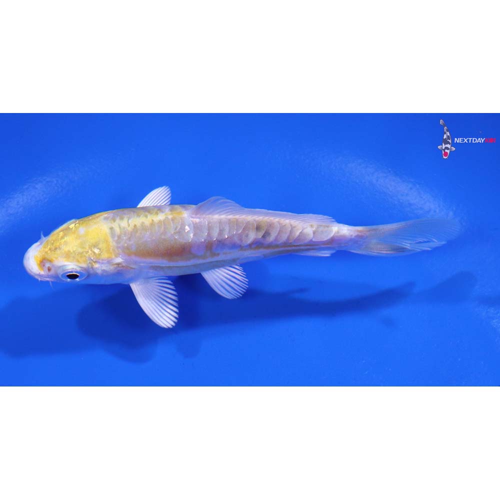 3.5” Imported Doitsu Lemon Hariwake