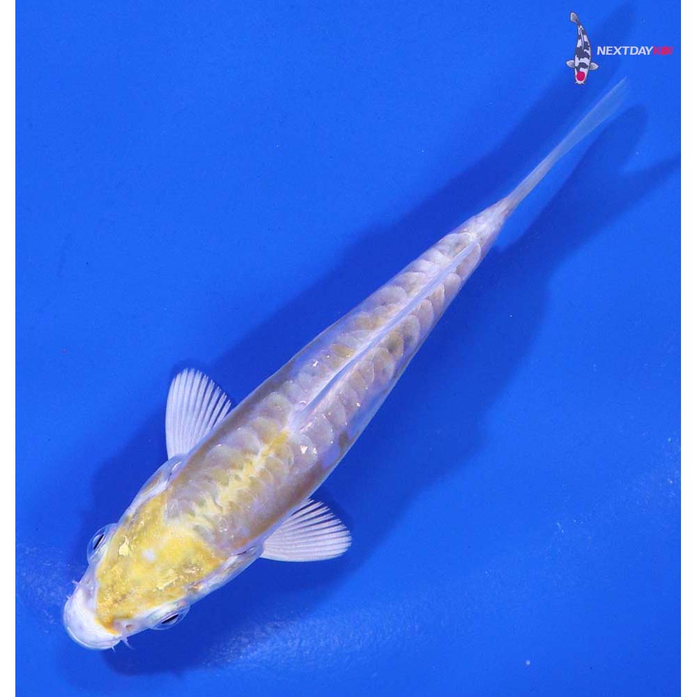 3.5” Imported Doitsu Lemon Hariwake