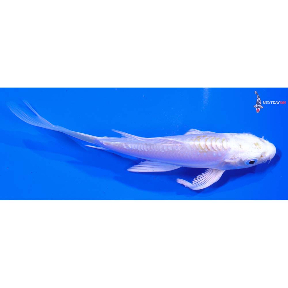 5” Imported Doitsu Lemon Hariwake Butterfly Koi