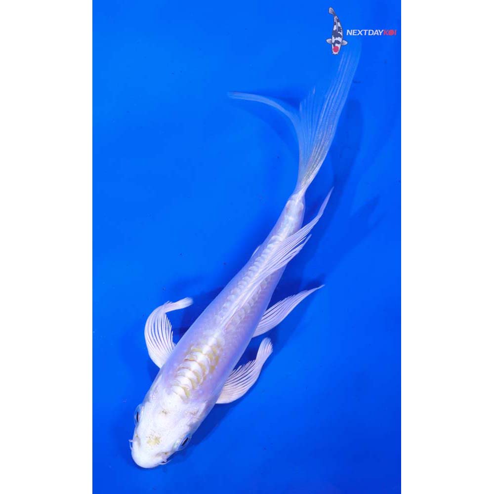 5” Imported Doitsu Lemon Hariwake Butterfly Koi